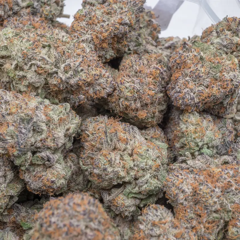 Buy Gelato Cake Strains Online - Image 2