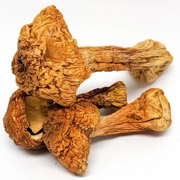 Brazilian magic mushrooms